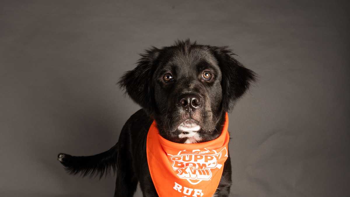 Hamilton dog to compete in 2022 Puppy Bowl