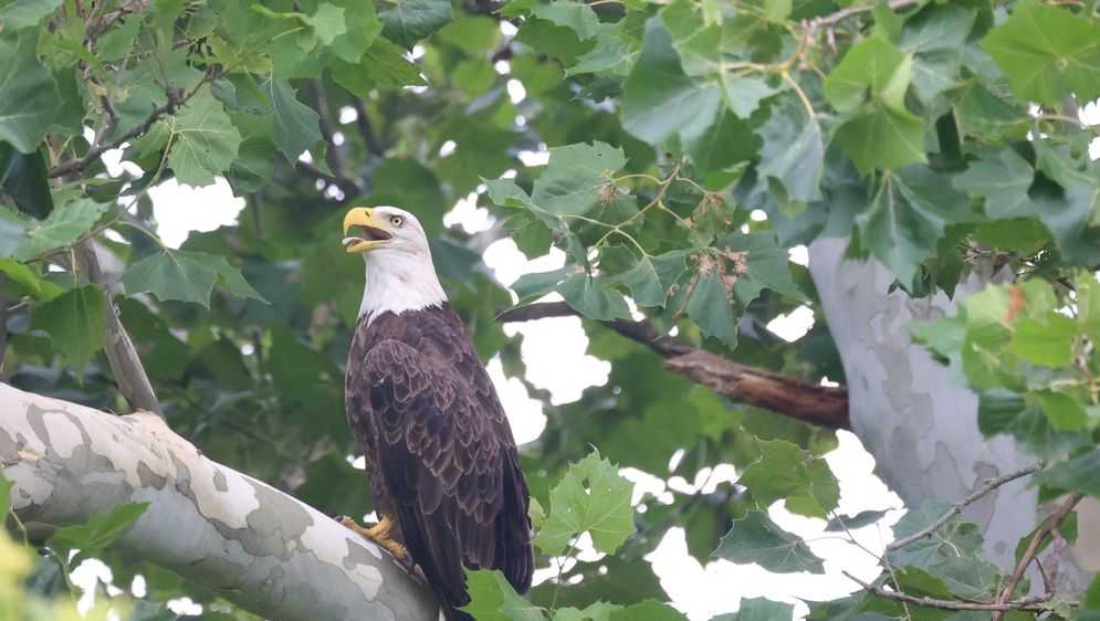 Bald eagle rescued in Ohio released back into the wild