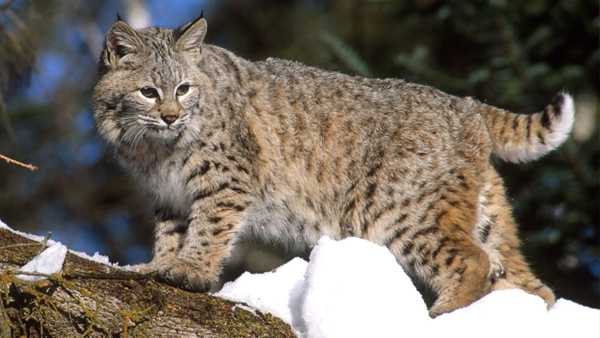 Bobcats returning to home state of Ohio in record numbers