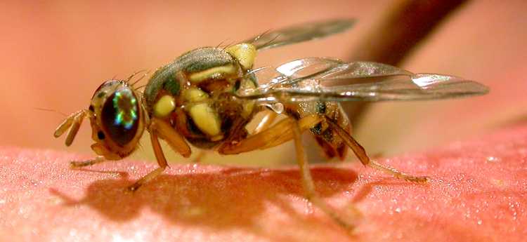 Fruit Flies  Oklahoma State University