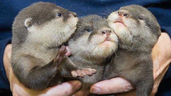 Adorable alert: Meet Ohio’s newest triplet otter pups