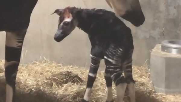 Cincinnati Zoo's endangered okapi calf has a name