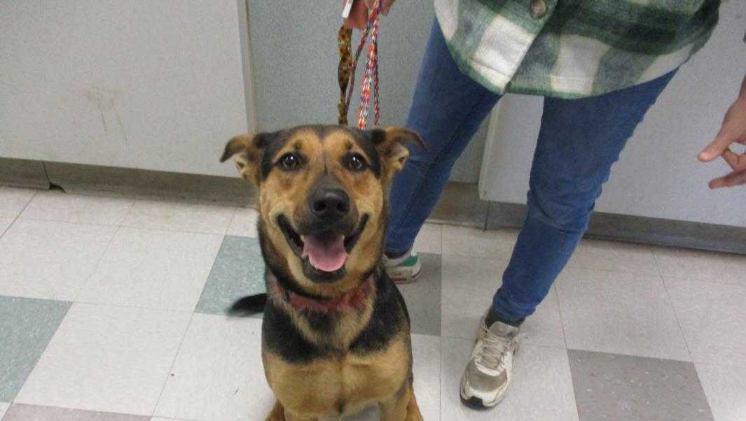 OKC Animal Welfare waiving adoption fees for dogs over 40 pounds