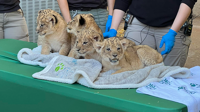 Help name the OKC Zoo lion cubs!