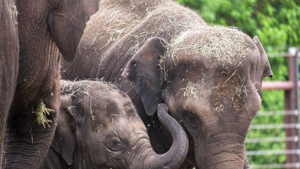 OKLAHOMA CITY ZOO ELEPHANT OKC Zoo's 2yearold Asian elephant Kairavi