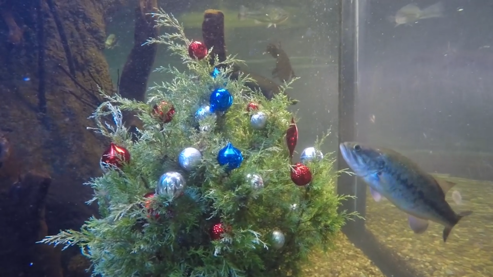 OKC Zoo aquatics team adds 'Fishmas tree' to aquarium