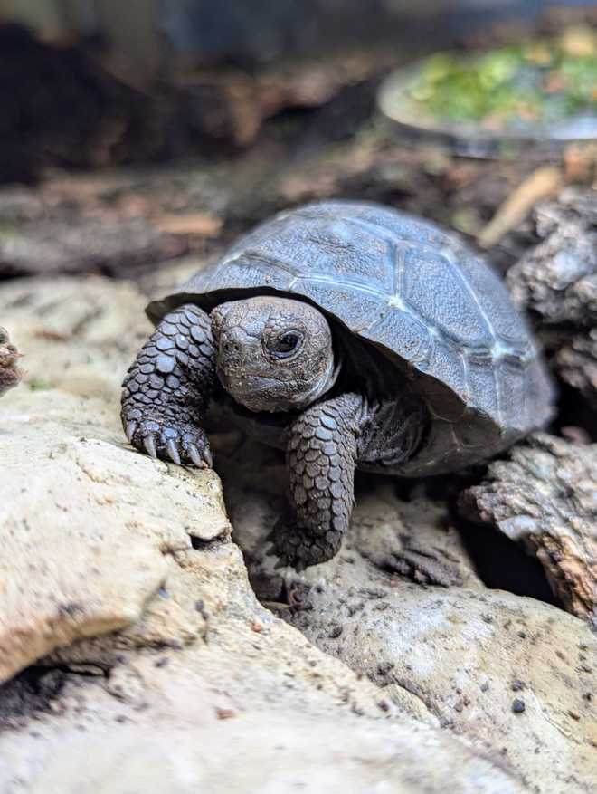 volcán alcedo giant tortois hatchling