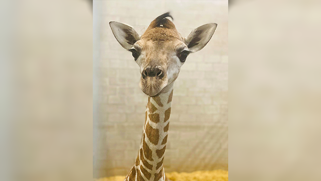 Oklahoma City Zoo Reveals Name of Rare Baby Giraffe