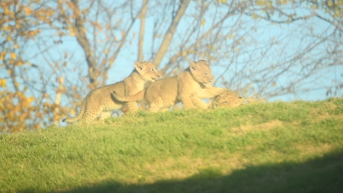 Help name the OKC Zoo lion cubs!