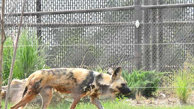 OKC Zoo welcomes two African painted dogs to Predator Pass - Vimarsana News