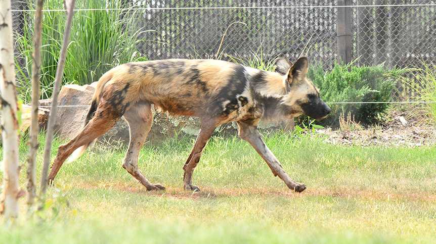 The Oklahoma City Zoo announced that two African painted dogs have joined the zoo's Predator Pass habitat.