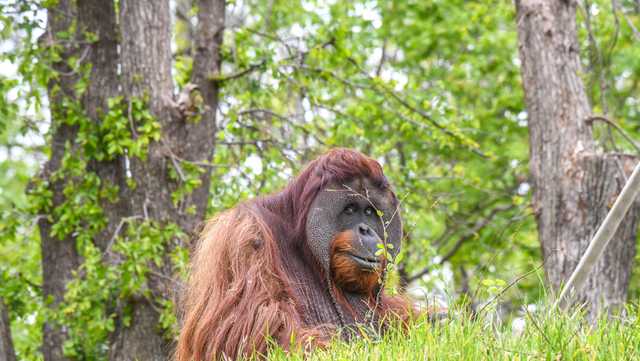 OKC Zoo selling NFT designed by resident orangutan - Vimarsana News