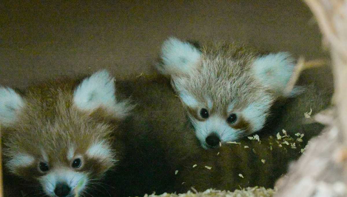 Public can now view Oklahoma City Zoo's 2-month-old twin red pandas