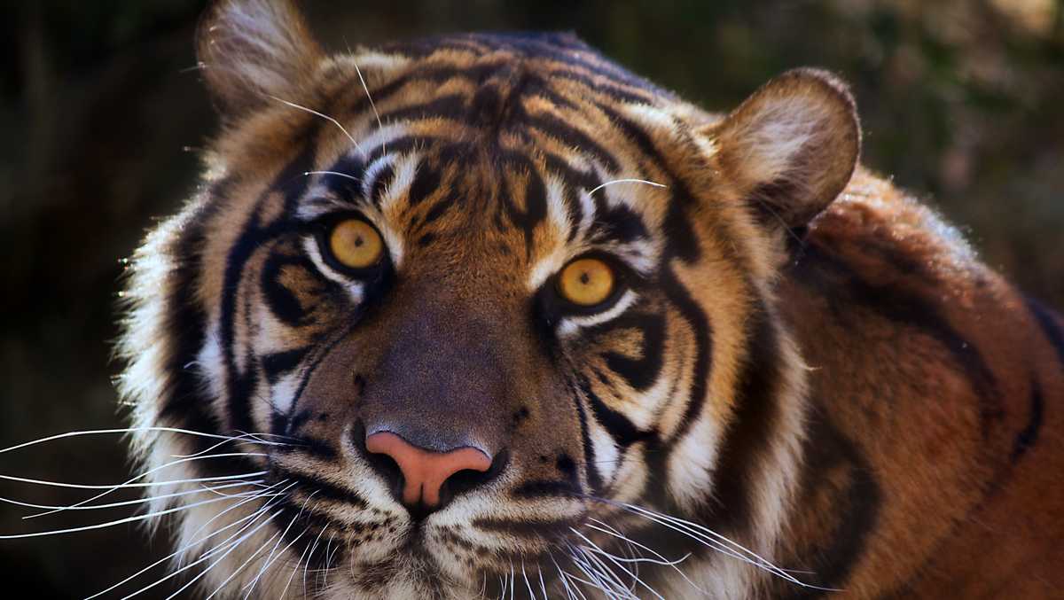 Sumatran tiger gives birth to triplets at Oklahoma City Zoo