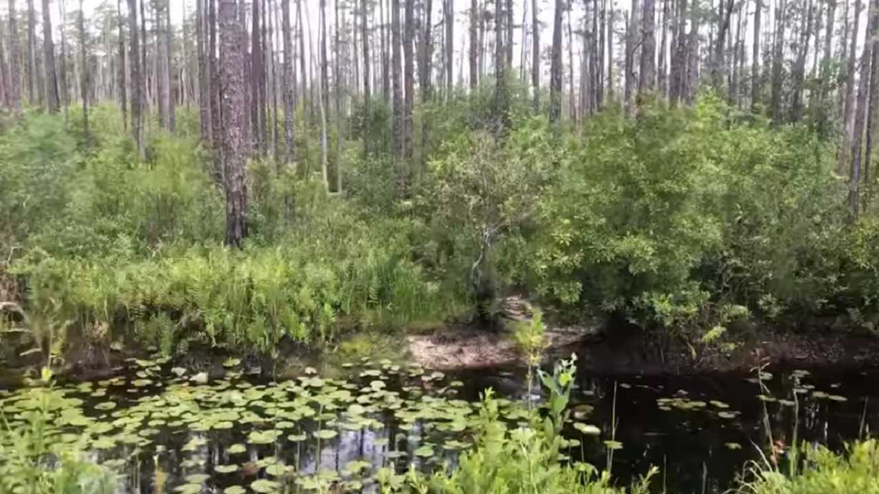 Company Wants To Mine At Edge Of Protected Okefenokee Swamp In Georgia   Okefenokee National Wildlife Refuge 1563307126177 Png 7526703 Ver1 0 1280 720 1563357905 