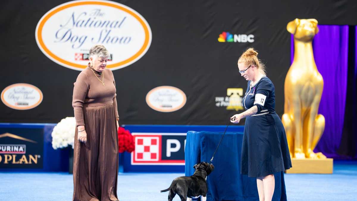 Meet the Vermont dogs competing in today's dog show
