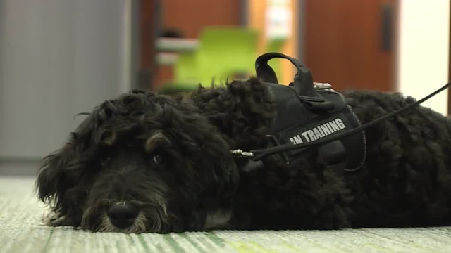 New therapy K9 named Oliver joins Hamilton County Sheriff's Office - Vimarsana News