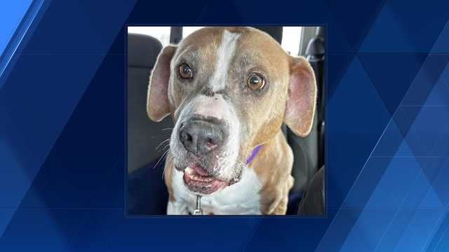 Olivia, dog seized from Beekmantown rescue A Canine Gem, dies, Elmore SPCA says - Vimarsana News