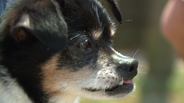Adams Co. man charged with animal cruelty after allegedly dumping dog in dumpster - Vimarsana News