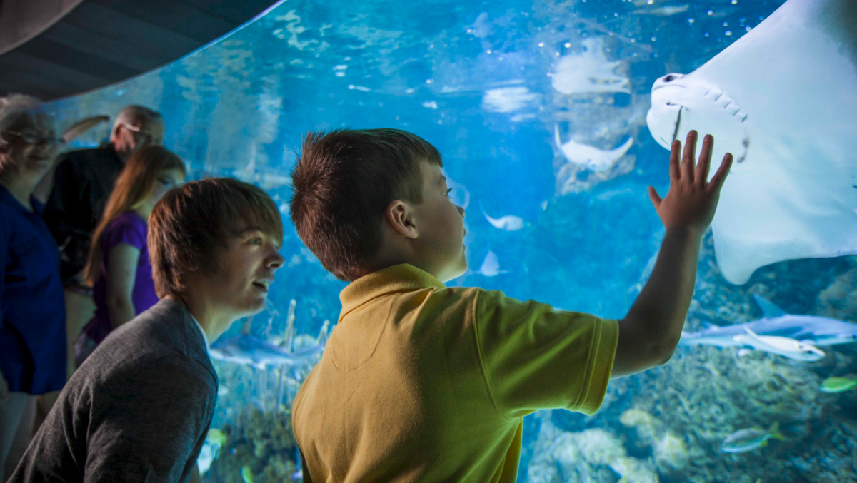 Omaha Zoo & Wildlife Encounters provide virtual learning opportunities
