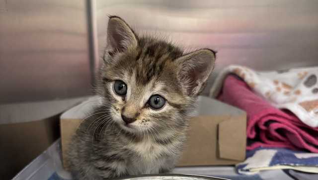 MSPCA rescuing dozens of pets displaced by Texas disaster