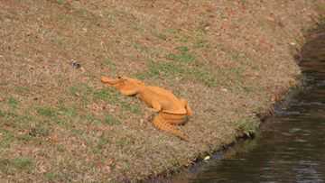 Orange alligator 