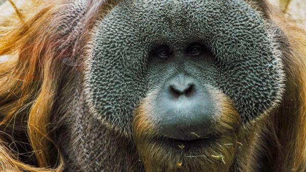 Louisville Zoo's beloved orangutan dies at age 36
