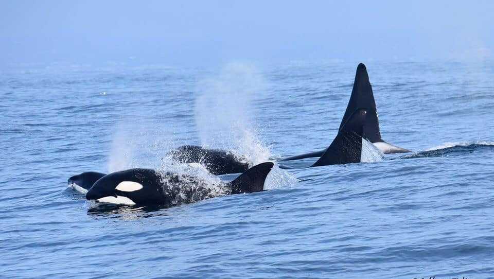 Orcas spotted early in Monterey Bay
