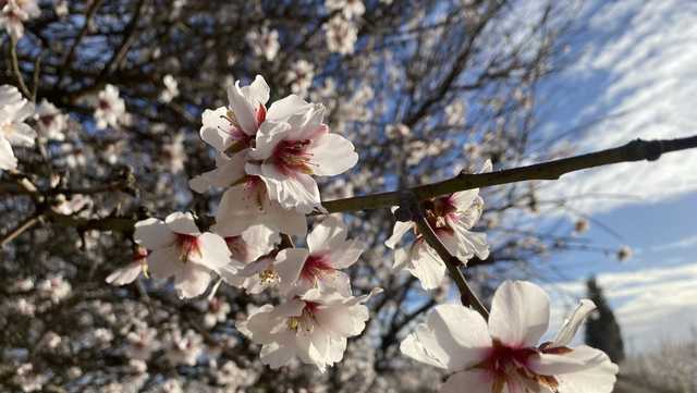 San Joaquin County farmers brace for cold, with turbulent weather in the forecast - Vimarsana News