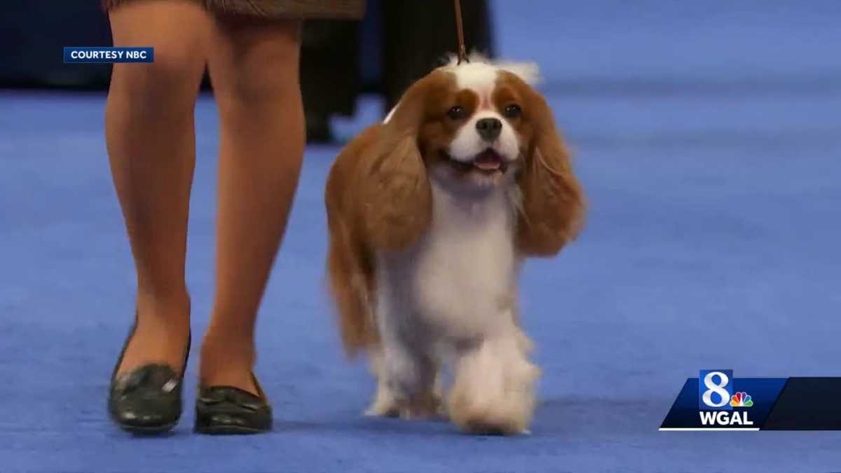 Local dog handler participates in Thanksgiving National Dog Show