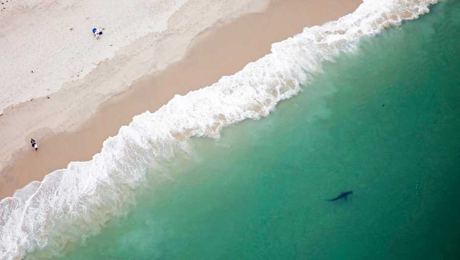 Cape beach closed after confirmed shark sighting, attack on seal