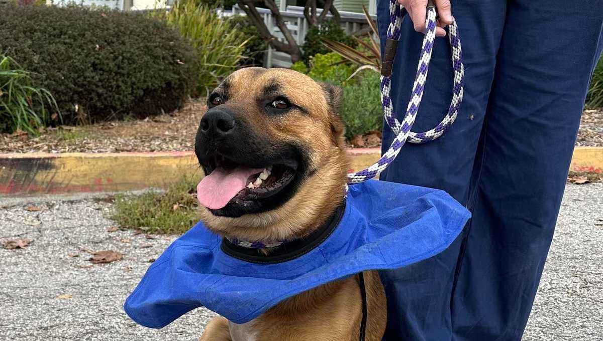 Watsonville dog that was shot after Christmas now available for adoption