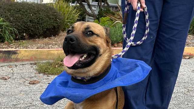 Watsonville dog that was shot after Christmas now available for adoption - Vimarsana News