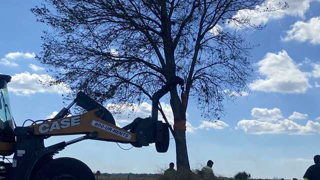 'They lived a good life and now they'll continue living their life': Florida developer saves the trees - Vimarsana News