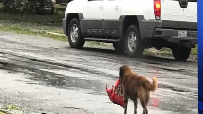 Photo of dog carrying food in aftermath of Harvey goes viral