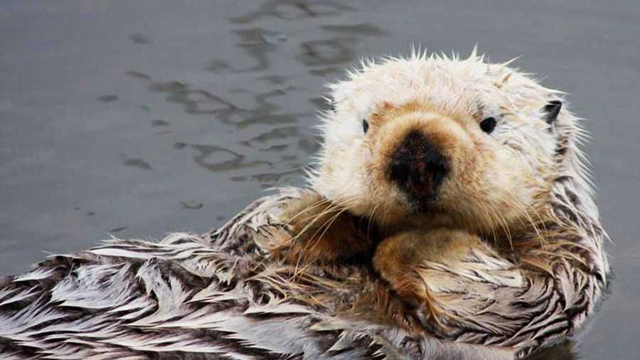 Aquarium otter tweet gains national attention