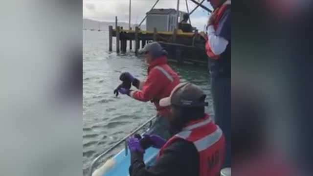 Heartwarming video shows stranded baby sea otter being reunited with mother