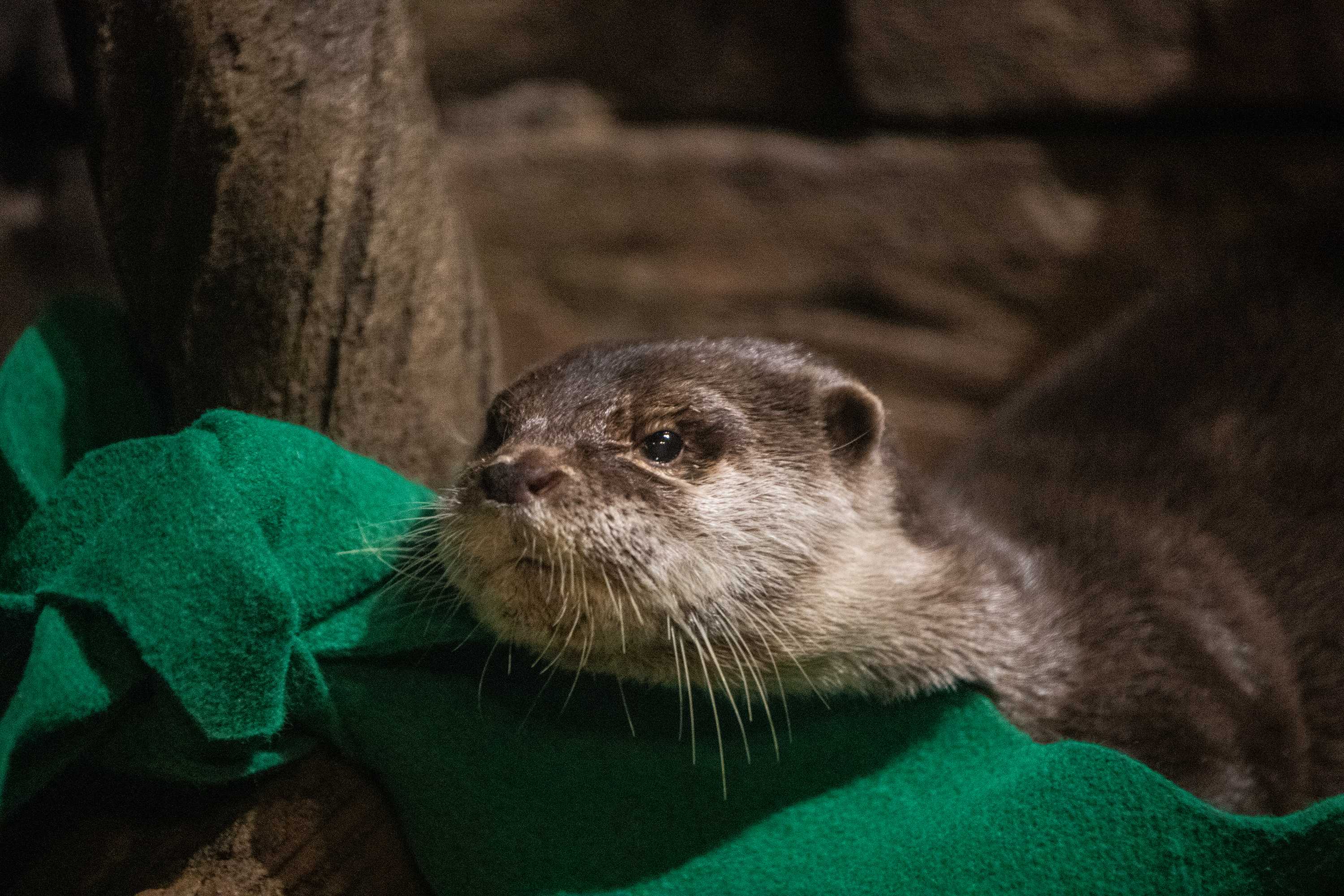 Big cats, bears, ferrets get COVID-19 vaccine at Oakland Zoo