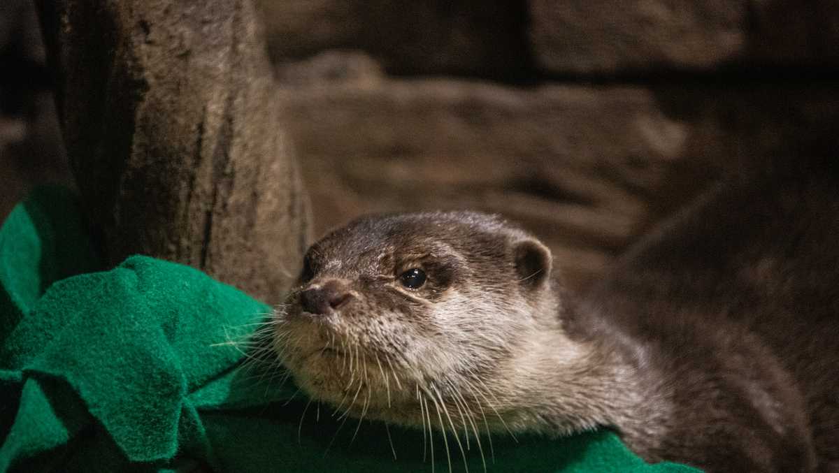 Otters at Aquarium test positive for COVID19