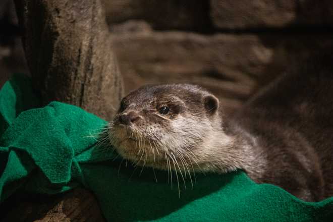 asian small-clawed otter