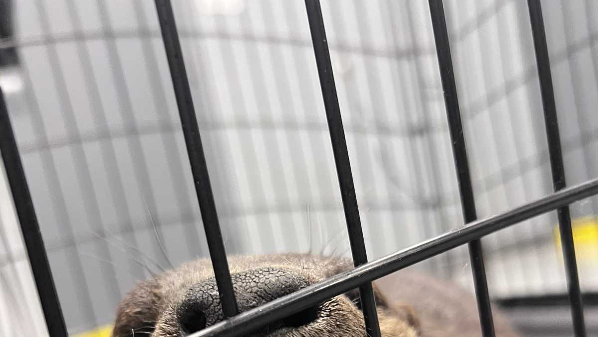 Pennsylvania state troopers rescue injured otter