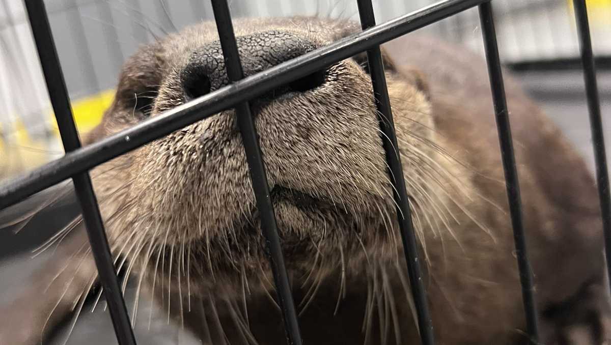 Pennsylvania state troopers rescue injured otter