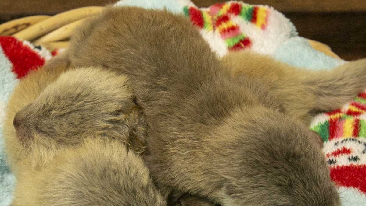 Three new sweet baby otters born at Kansas City Zoo