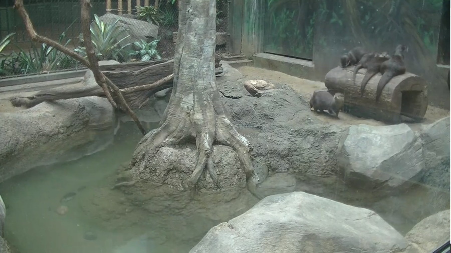 KC Zoo launches new Otter cam