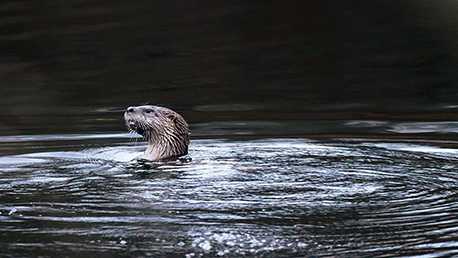 Otters are living at Cave Hill Cemetery in Louisville - Vimarsana News