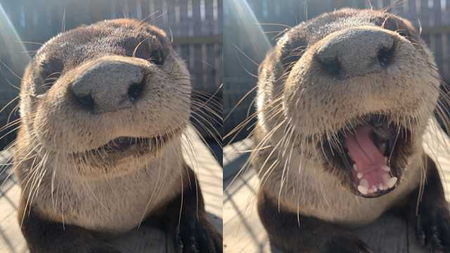 You can meet these adorable otters at new Oklahoma exhibit