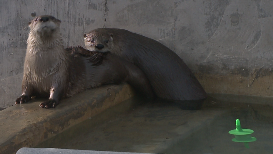 River Otters join Albuquerque BioPark Zoo