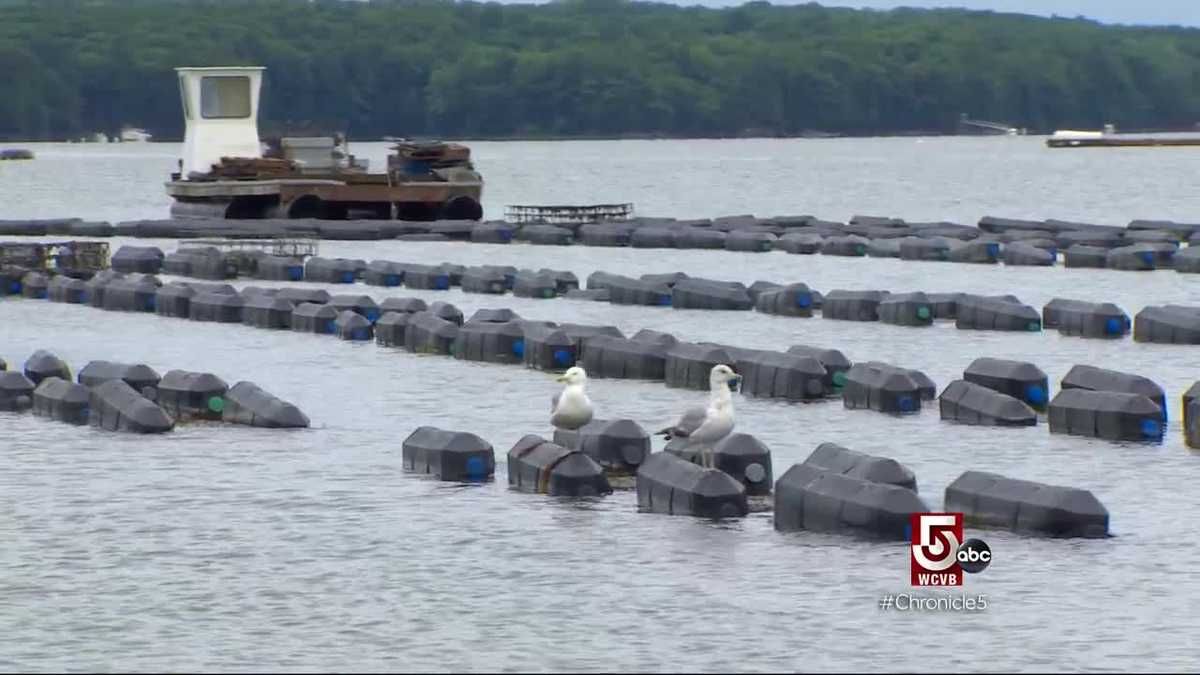 On the Water Farming Oysters & Kelp
