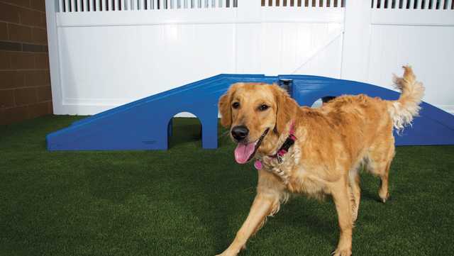 Pet safety tips for Fourth of July, Kansas City shelters overcrowded - Vimarsana News