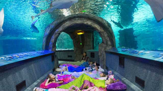 Aqua Aquarium Zip